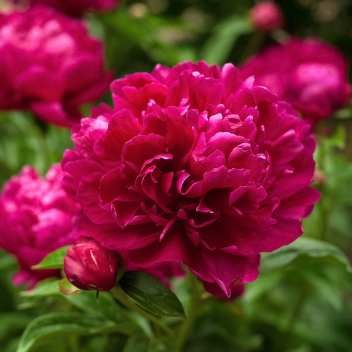 Paeonia lactiflora 'Karl Rosenfield'