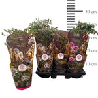 Paeonia suffruticosa - kifejlett példányok