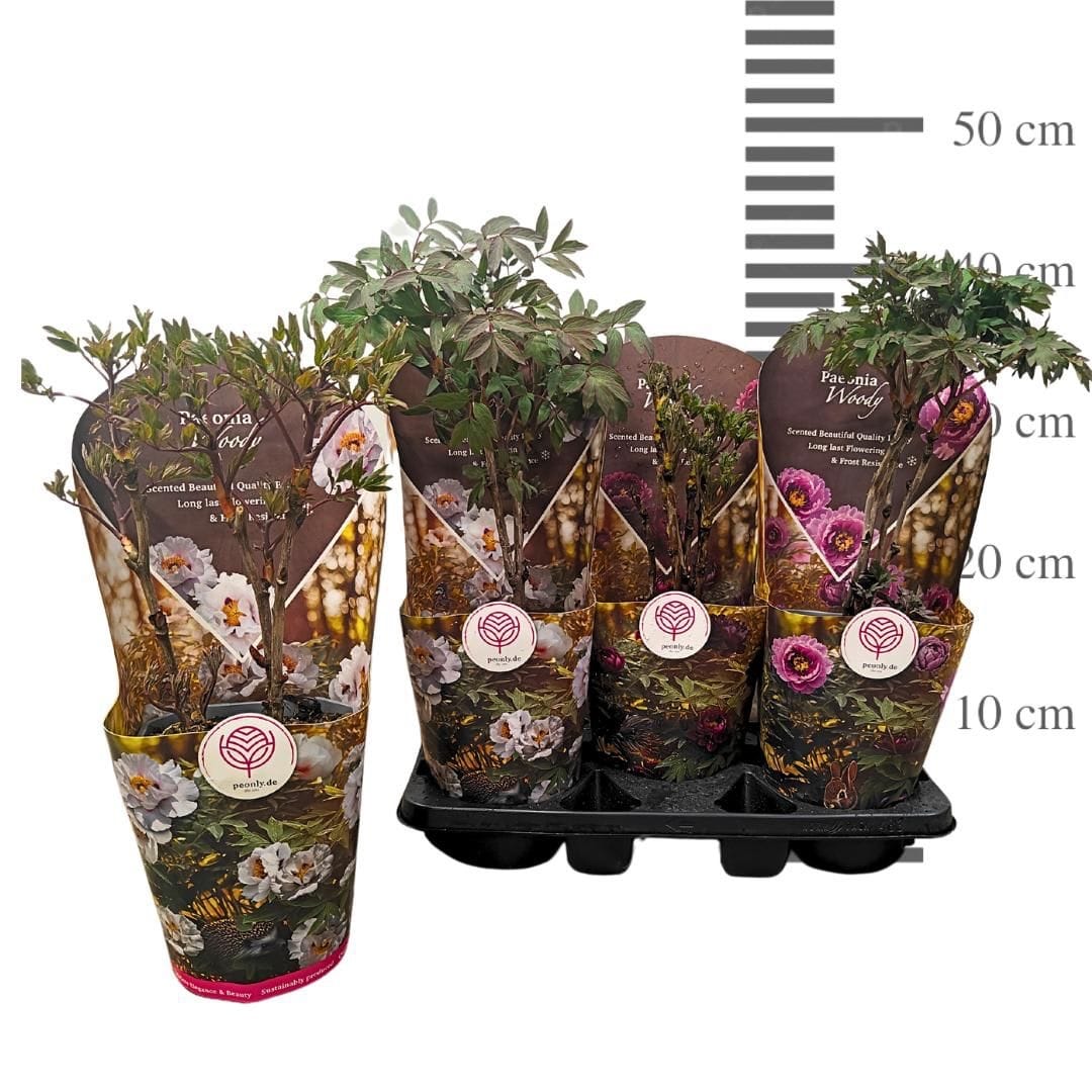 Paeonia suffruticosa - exemplare dezvoltate