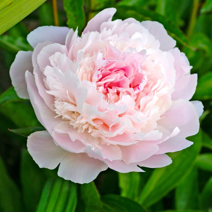 Paeonia lactiflora 'Peche'