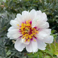 Bujori intergenerici de colectie - Paeonia 'Cora Louise' (Itoh Group)