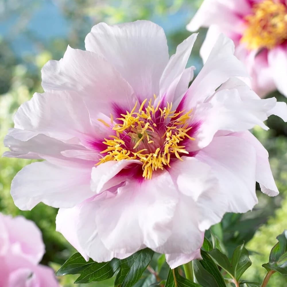 Bujori intergenerici de colectie - Paeonia 'Cora Louise' (Itoh Group)