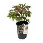 Bujori intergenerici de colectie - Paeonia 'Cora Louise' (Itoh Group)