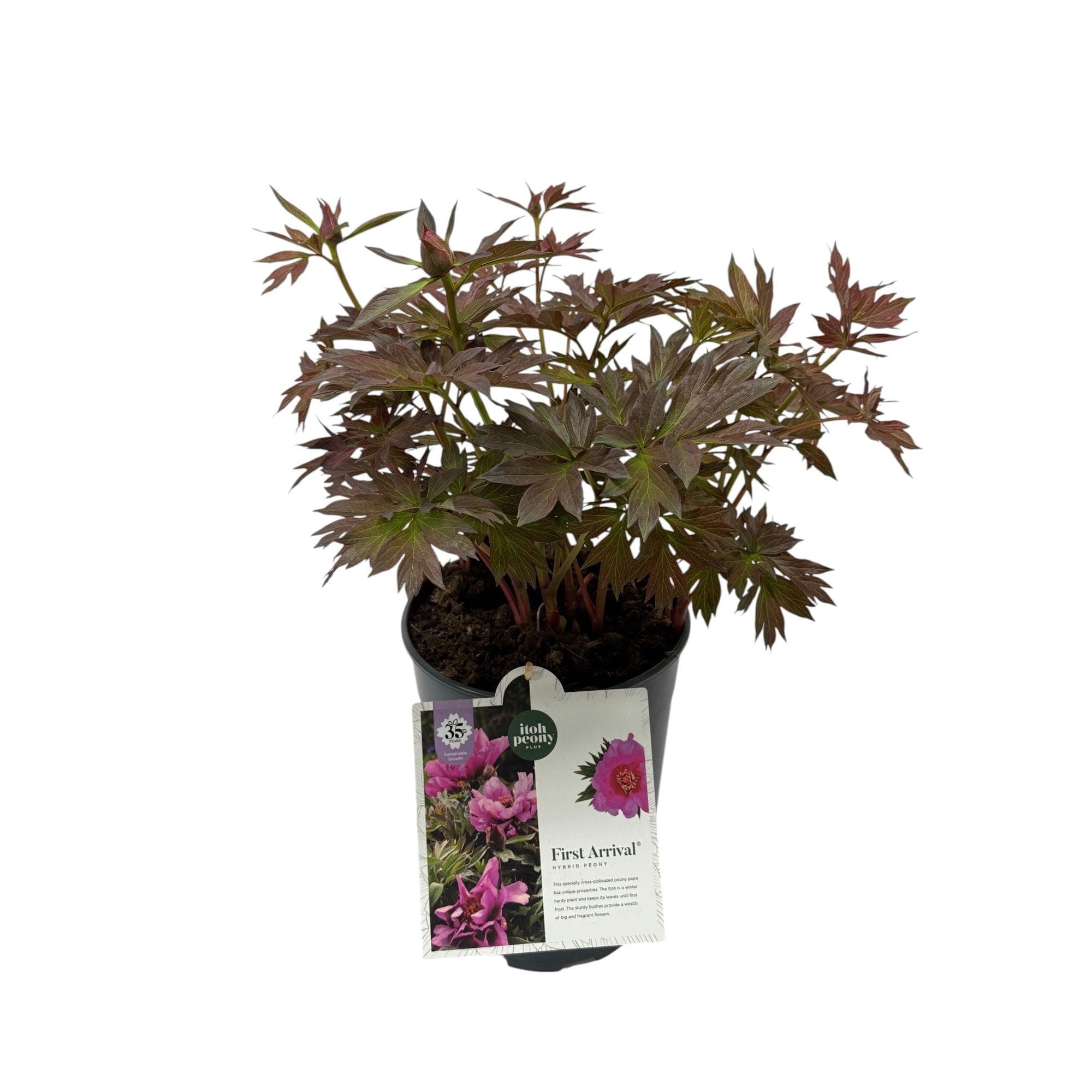 Bujori intergenerici de colectie - Paeonia 'First Arrival' (Itoh Group)