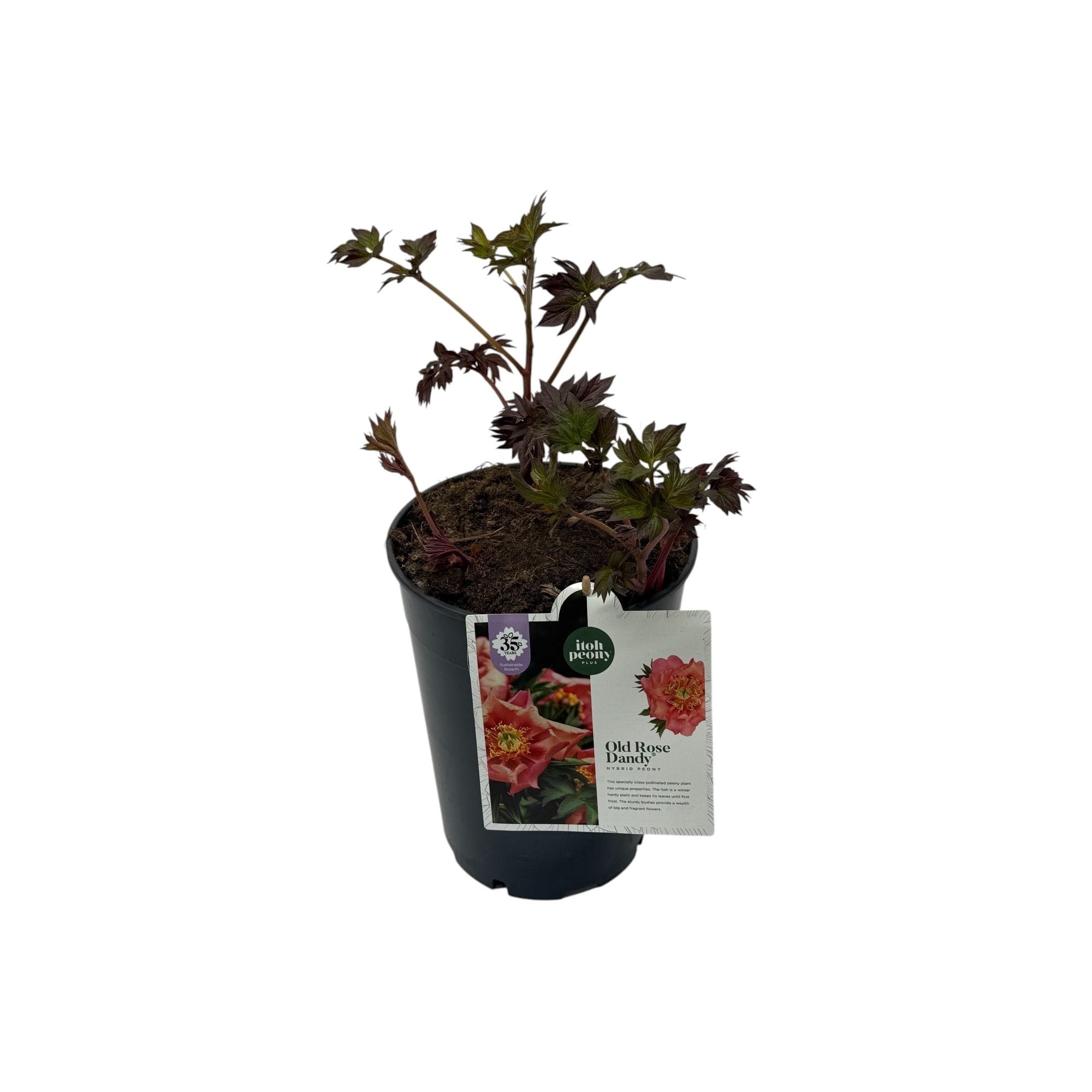 Paeonia 'Old Rose Dandy' (Itoh Group)