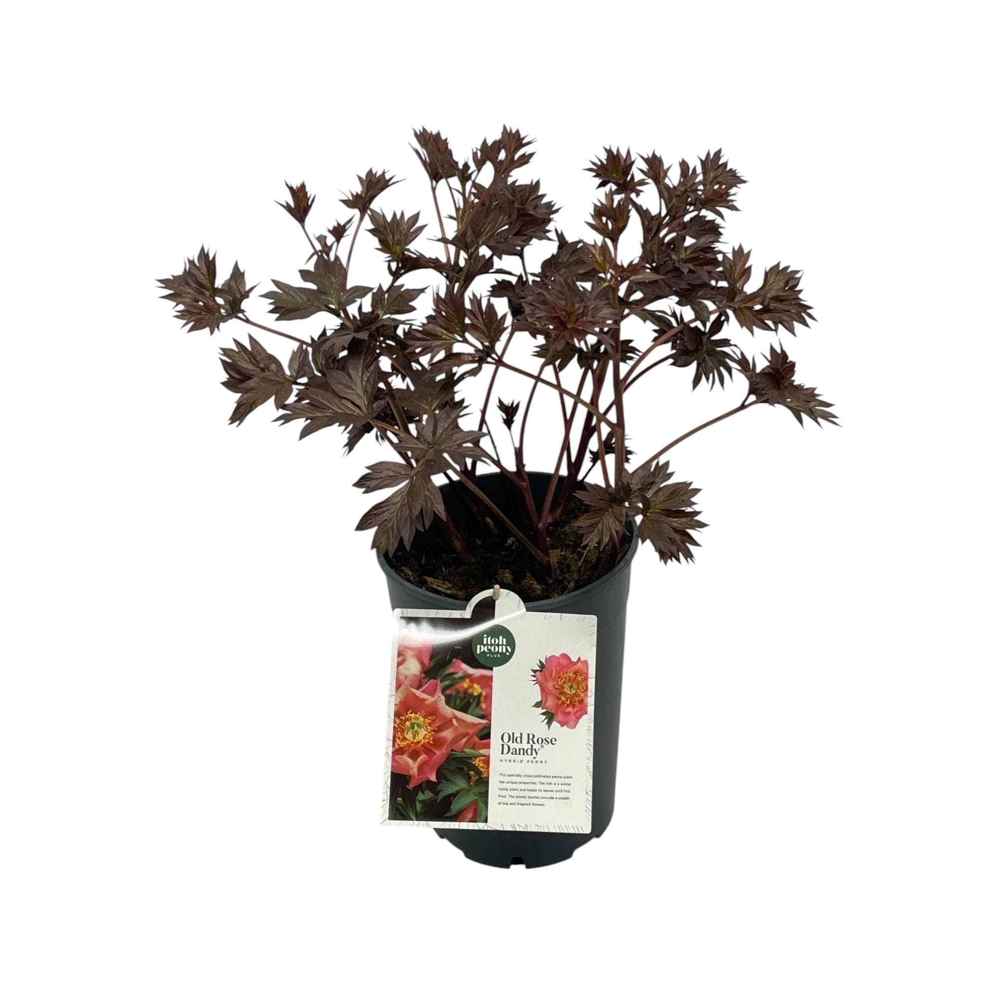 Paeonia 'Old Rose Dandy' (Itoh Group)