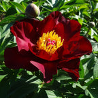 Paeonia 'Scarlet Heaven' (Itoh Group)