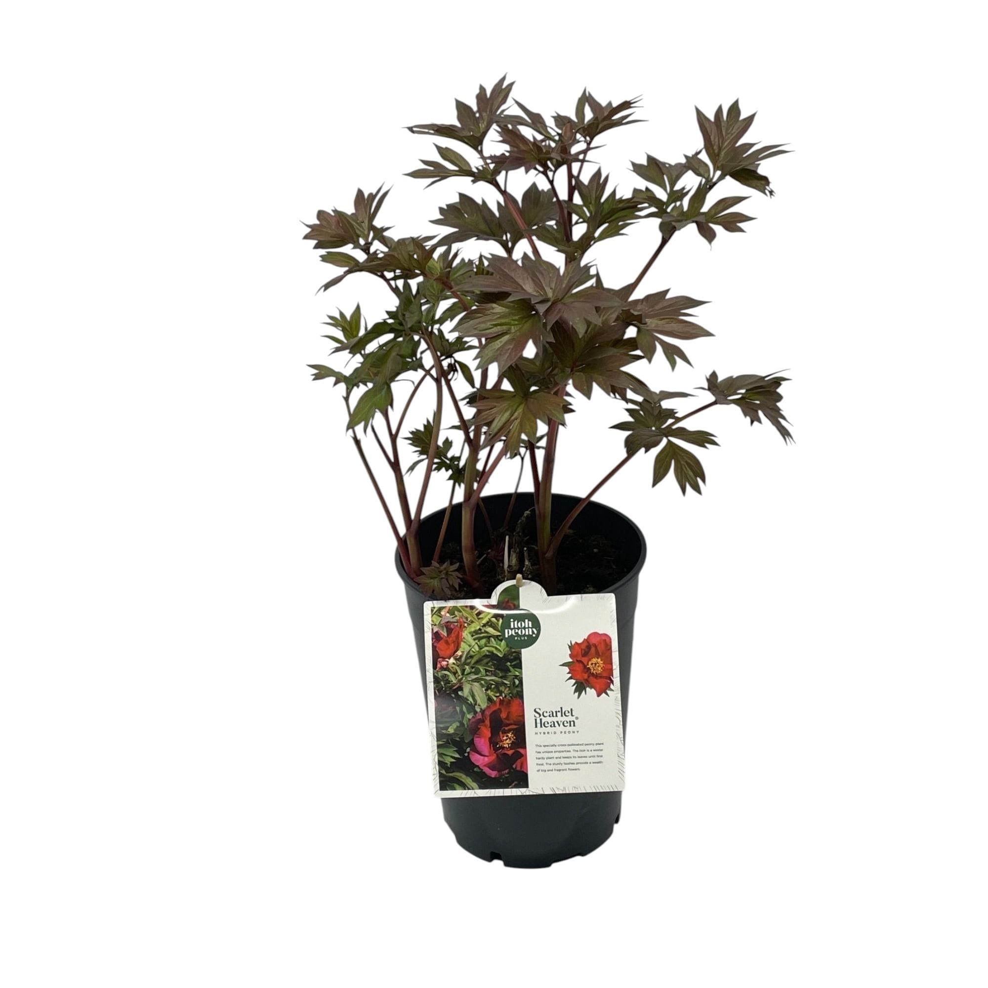 Paeonia 'Scarlet Heaven' (Itoh Group)