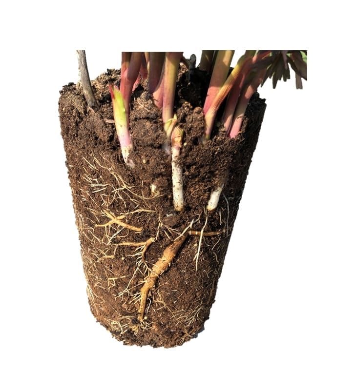 Paeonia (Itoh Group)