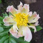 Спектакуларни градински божури - Paeonia lactiflora 'Green Lotus'