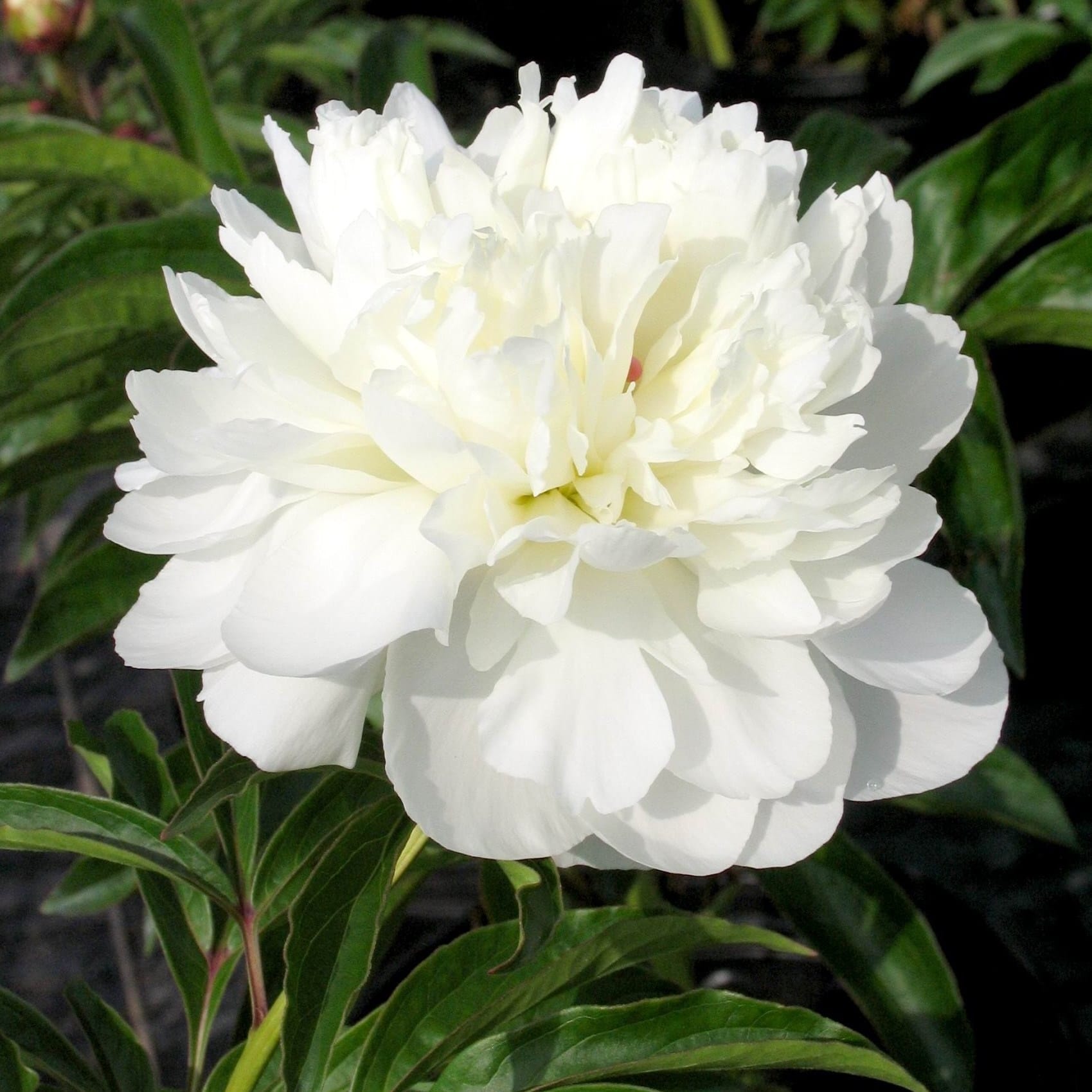 Paeonia lactiflora 'Duchesse de Nemours'