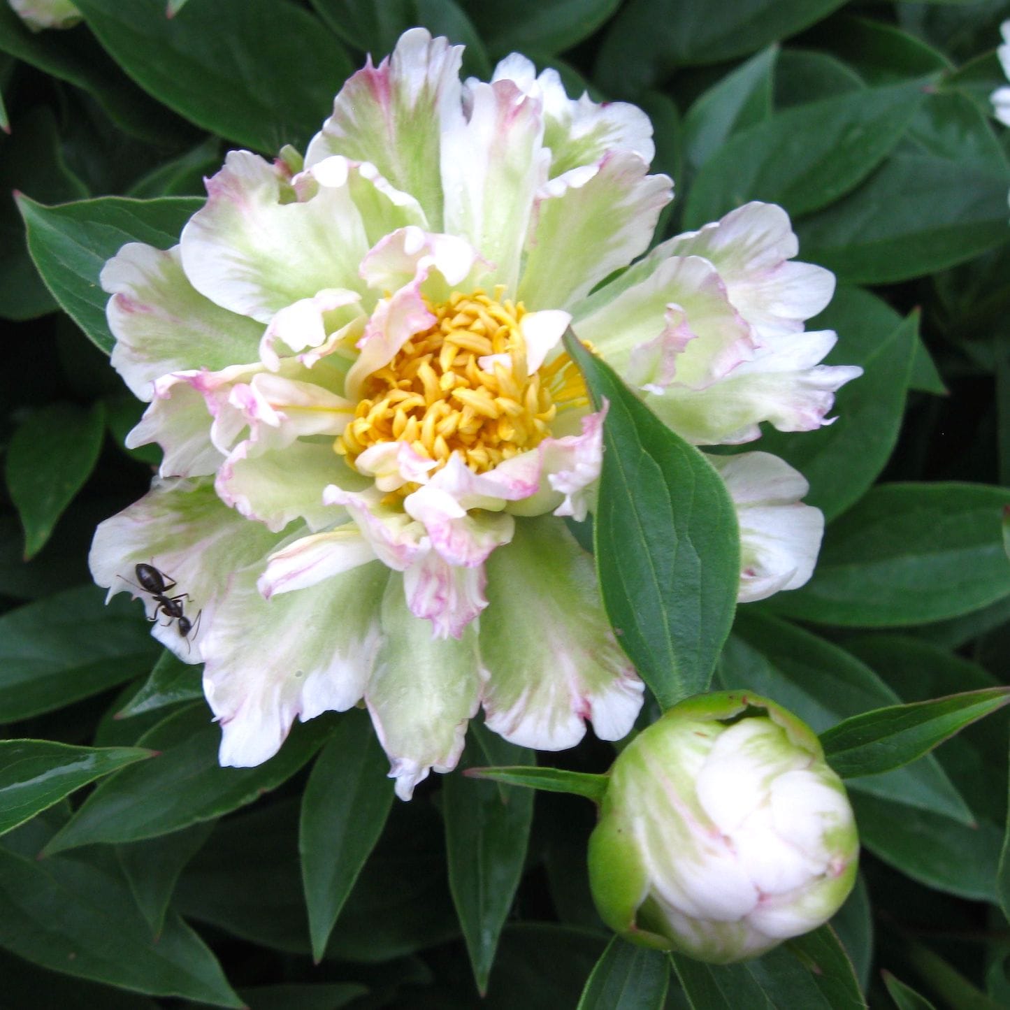 Bujori de gradina spectaculosi - Paeonia lactiflora 'Green Lotus'