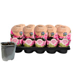 Bujori de gradina parfumati - Paeonia lactiflora 'Pink'