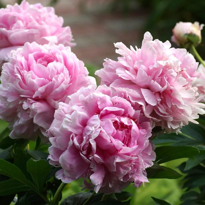 Paeonia lactiflora 'Sarah Bernhardt'