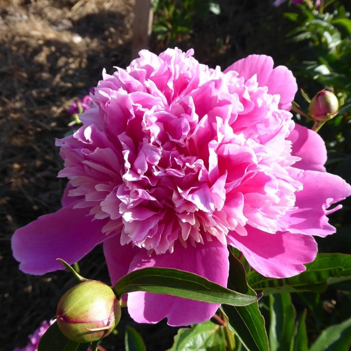 Paeonia lactflora 'Madame Furtado'