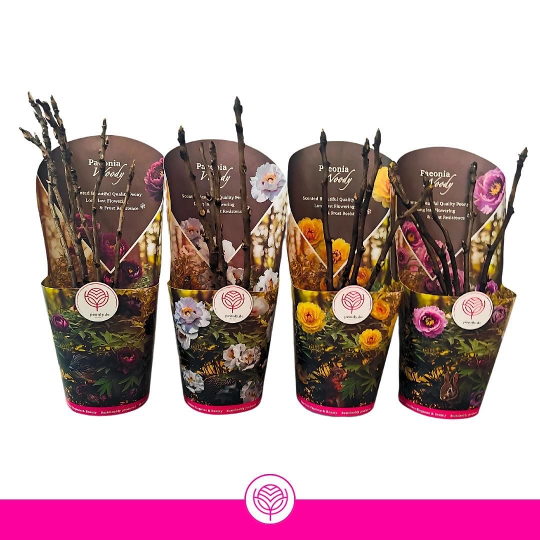 Paeonia suffruticosa - exemplare dezvoltate