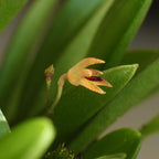 Panmorphia minutalis