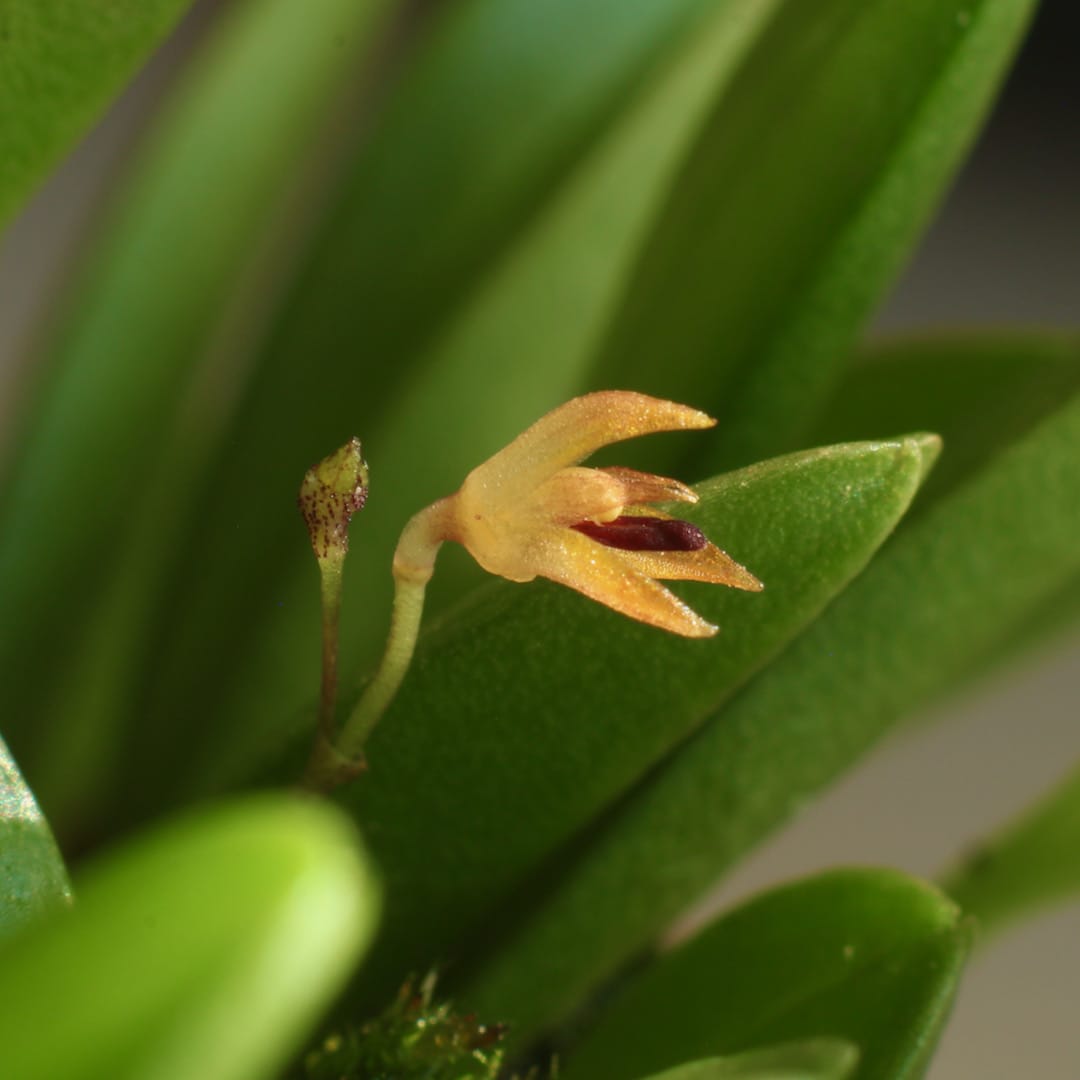 Panmorphia minutalis