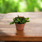 Panmorphia minutalis