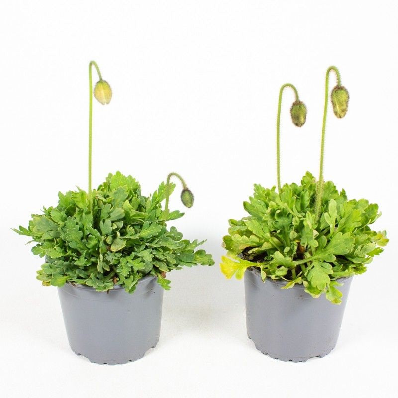 Papaver nudicaule – macul islandez, delicat si luminos in gradina