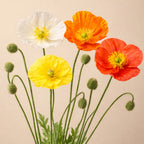 Papaver nudicaule – macul islandez, delicat si luminos in gradina