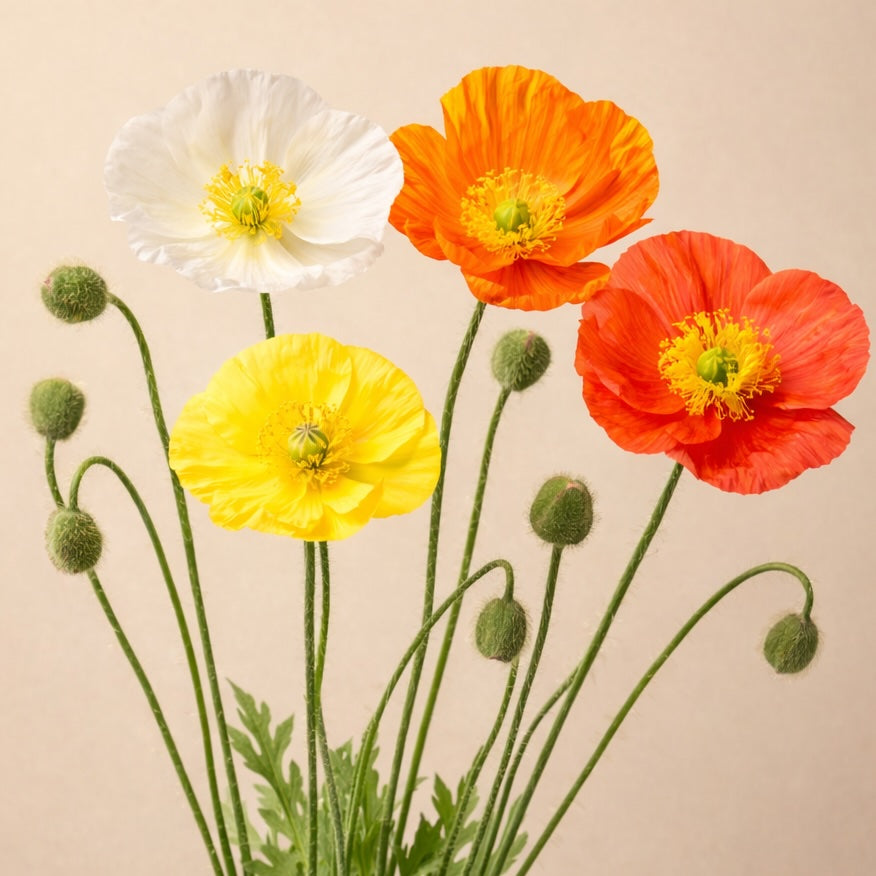 Papaver nudicaule – macul islandez, delicat si luminos in gradina