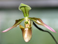 Paphiopedilum appletonianum (syn. Paph. wolterianum)