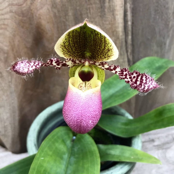 Paphiopedilum Pinocchio (glaucophyllum x primulinum)