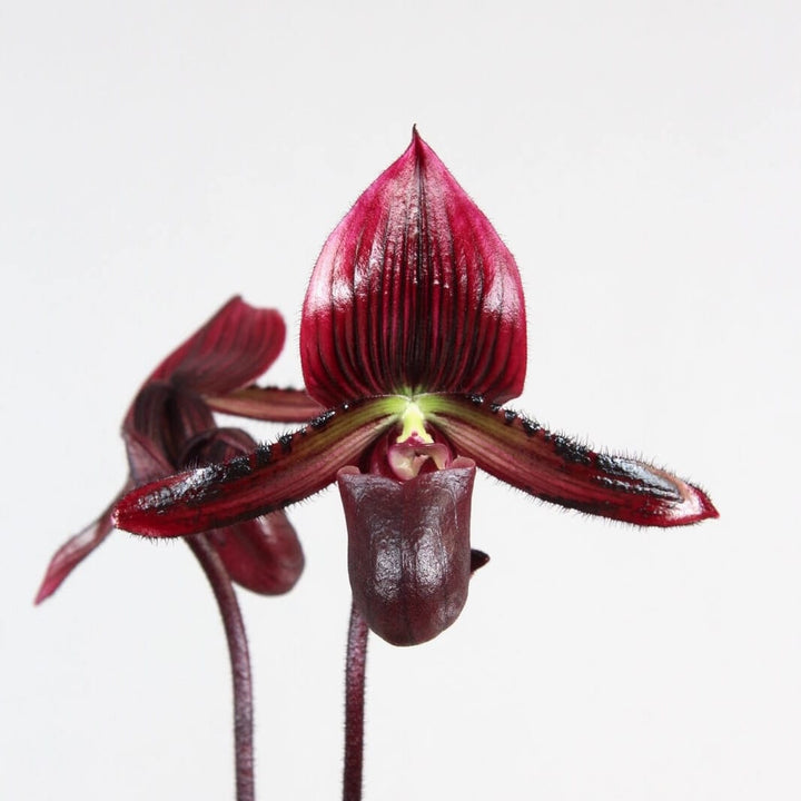 Paphiopedilum Vinicolor Deep Red