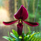 Paphiopedilum Vinicolor 'Djup Röd'