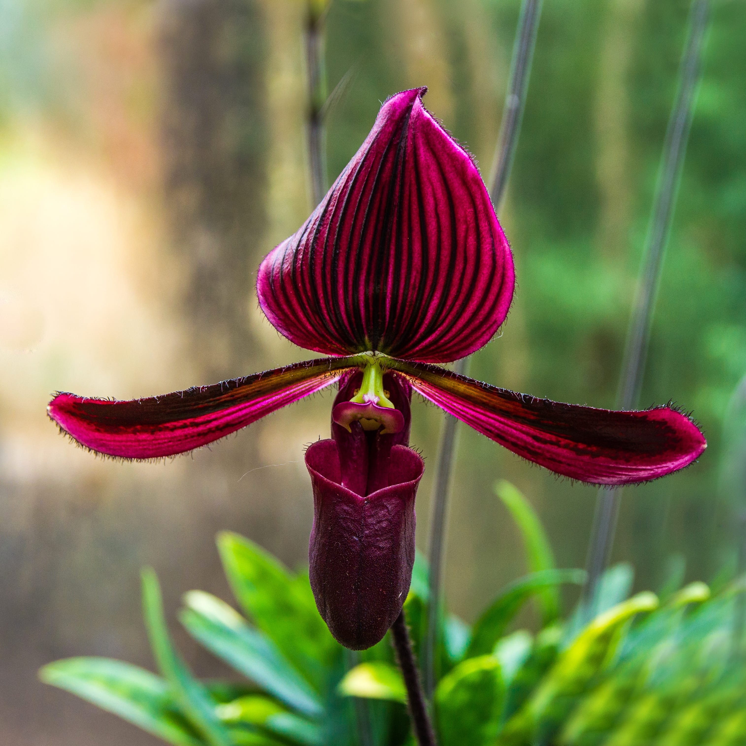 Paphiopedilum Vinicolor 'Tiefrot'