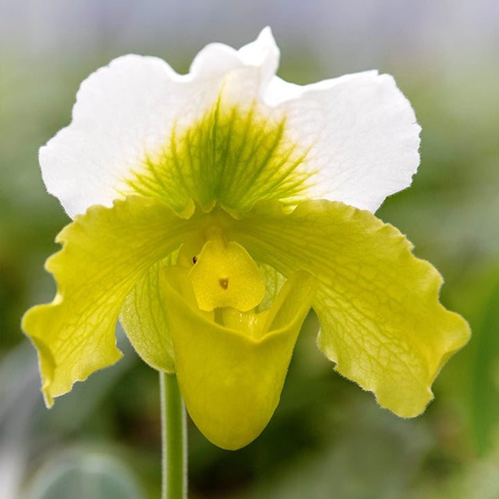 Paphiopedilum Magic Mountain-Honda Gold