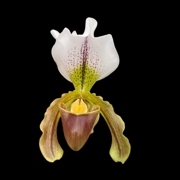 Paphiopedilum Leeanum