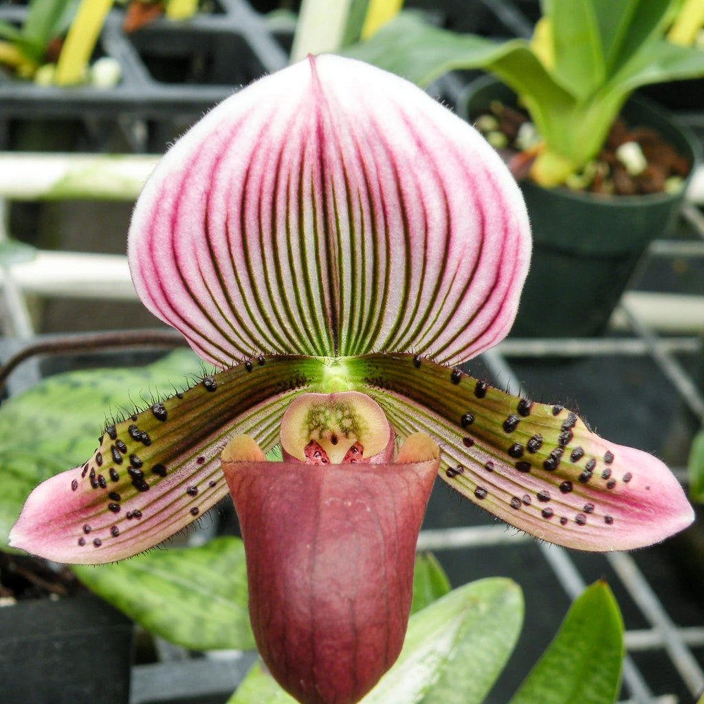 Paphiopedilum Maudiae 'Red'