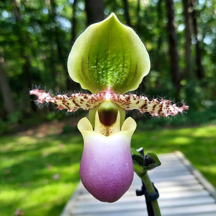 Paphiopedilum Pinocchio