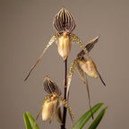 Paphiopedilum Saint Swithin *séquentiel/multifleurs