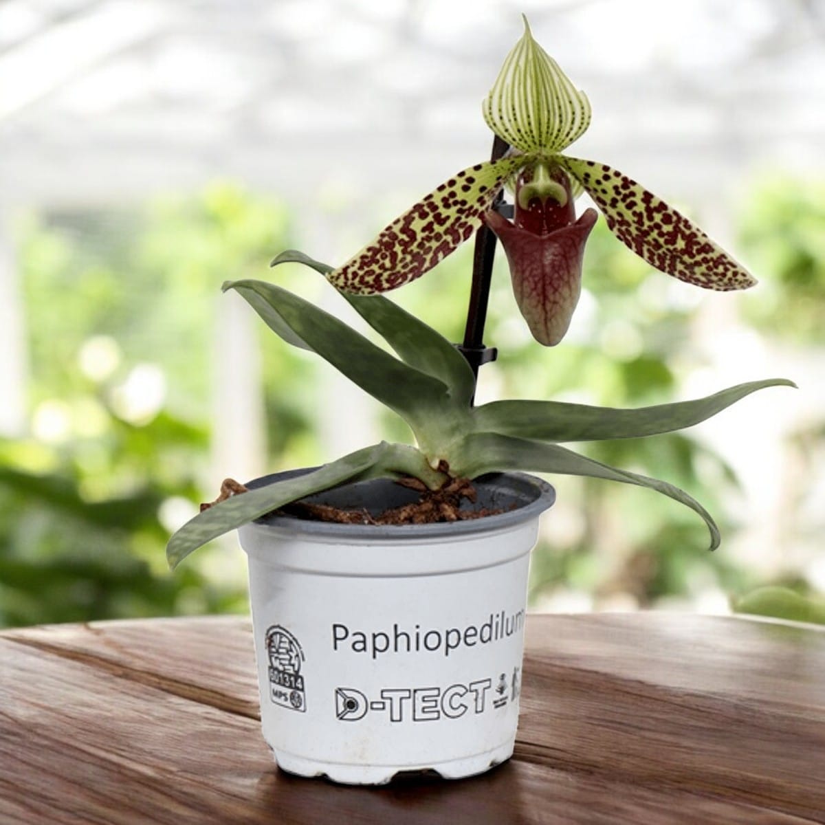 Paphiopedilum SukhakuliiPaphiopedilum Sukhakulii