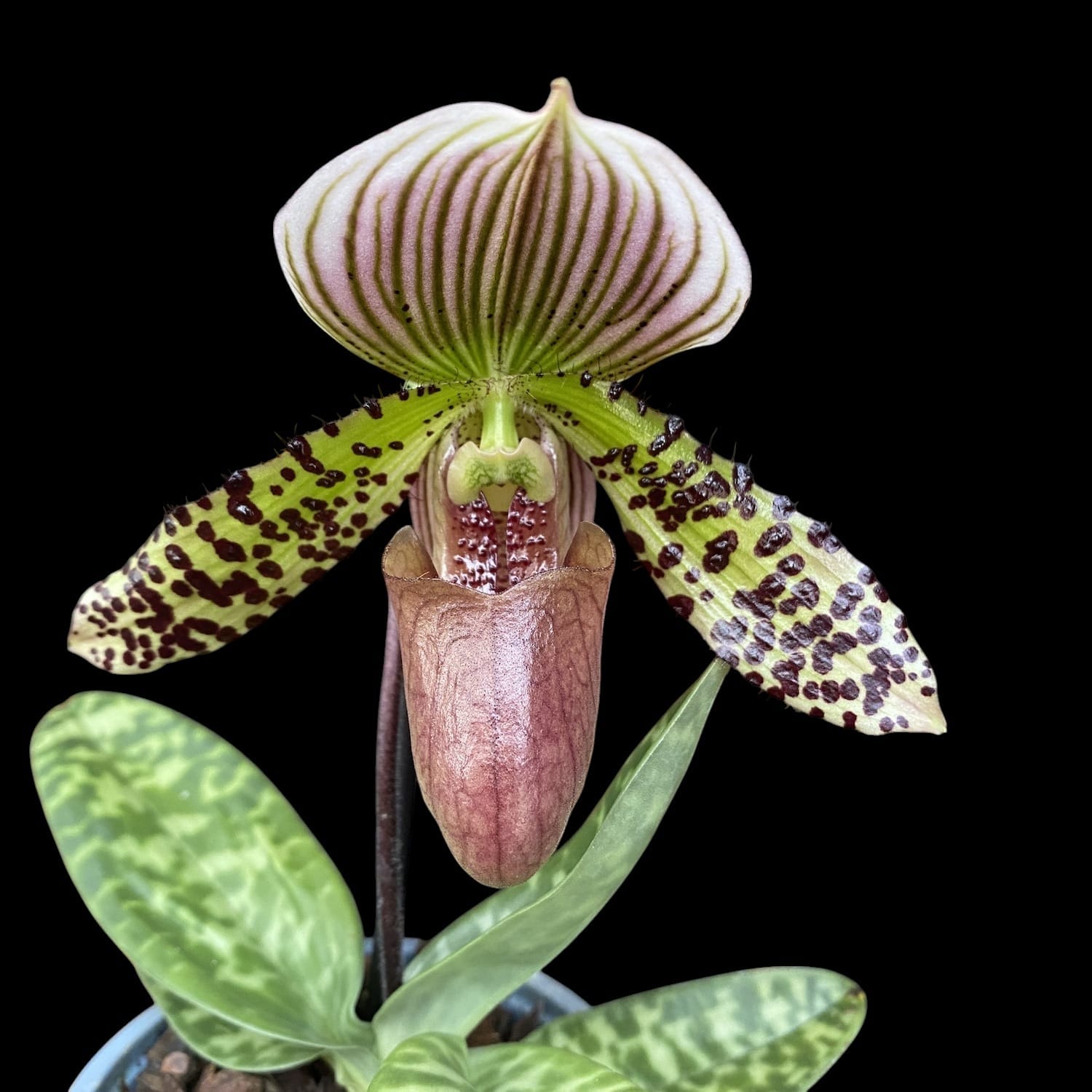 Paphiopedilum Sukhakulii