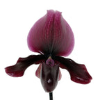 Paphiopedilum maudiae 'Black Jack'