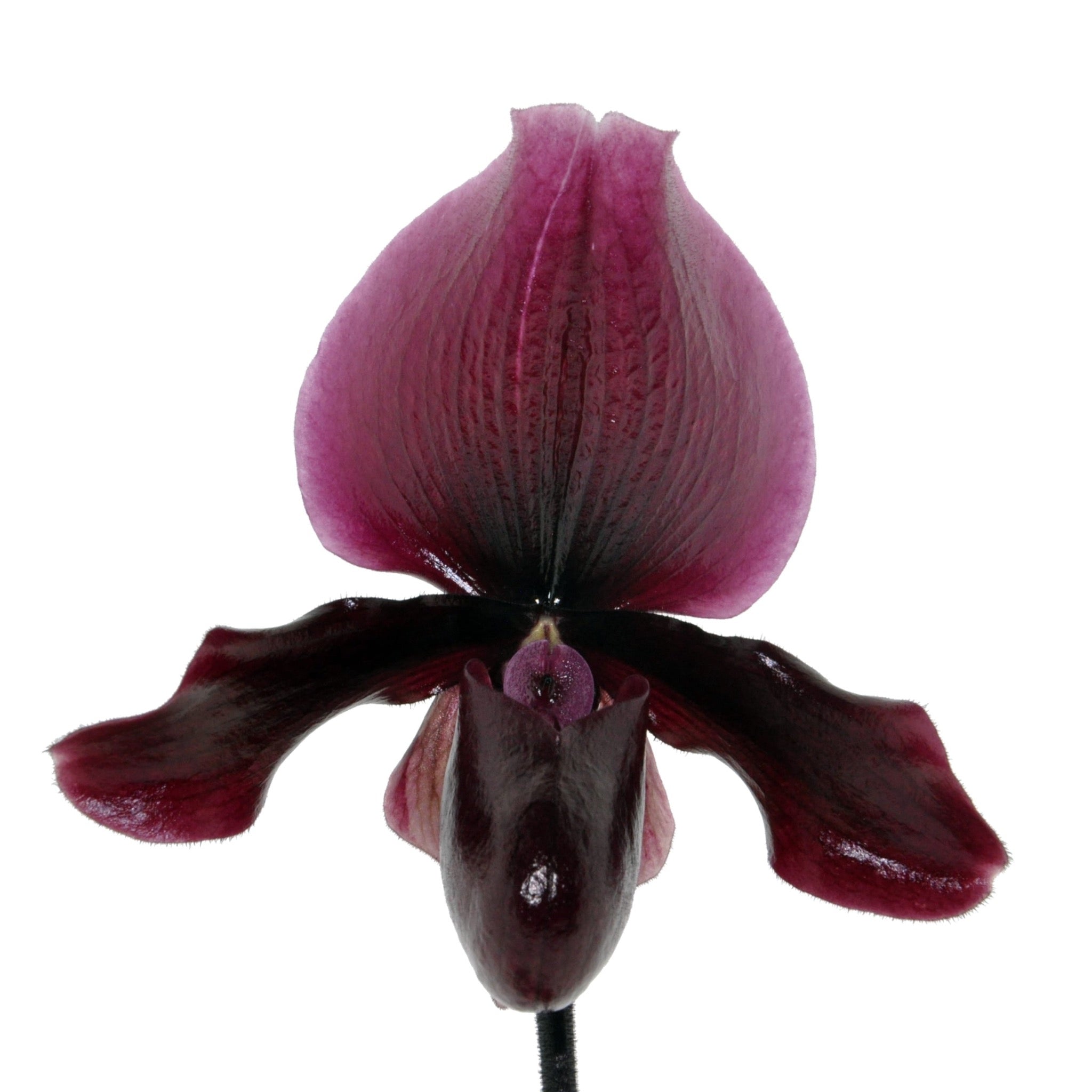 Paphiopedilum maudiae 'Black Jack'