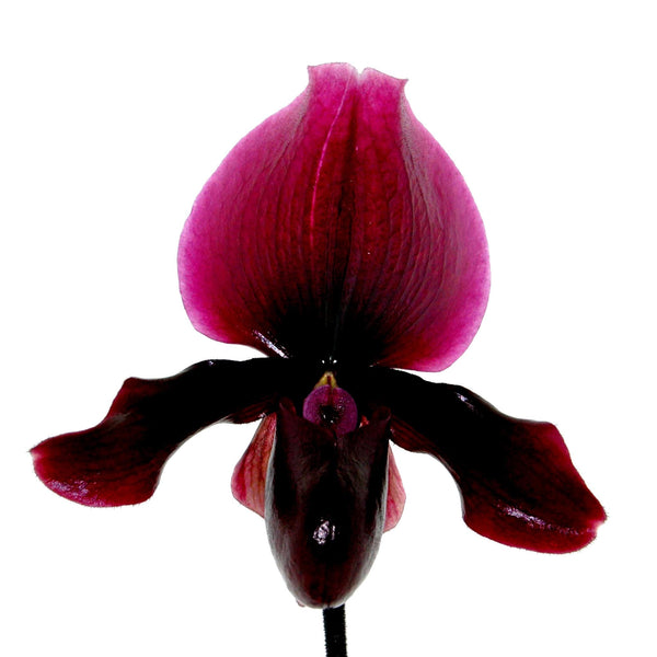 Paphiopedilum maudiae 'Black Jack'