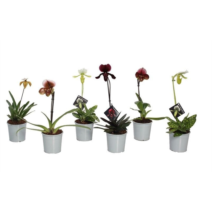 Paphiopedilum mix