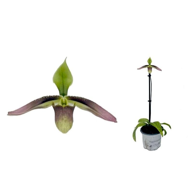 Paphiopedilum appletonianum (syn. Paph. wolterianum)