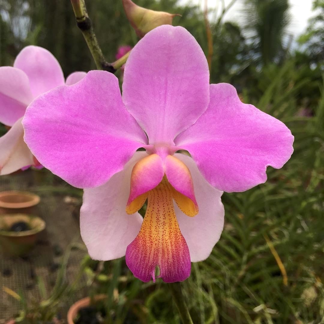 Papilionanthe (Vanda) teres