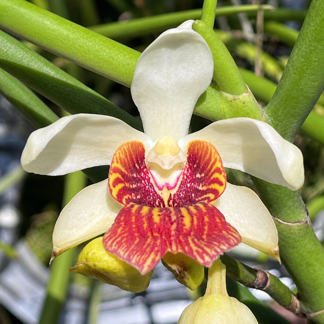 Papilisia Preeyanan Sanpote