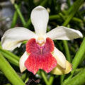 Papilisia Preeyanan Sanpote