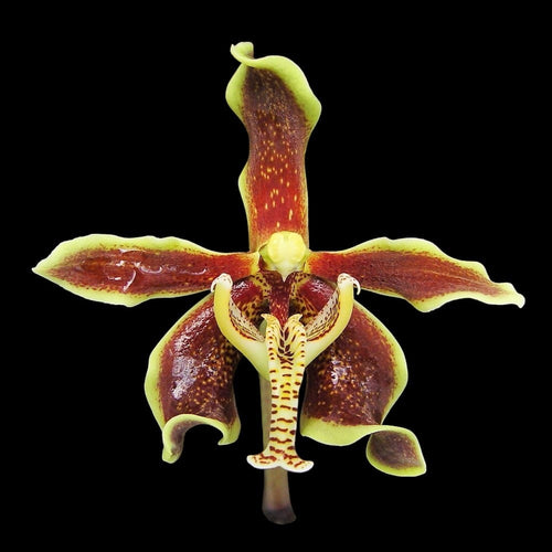 Paraphalaenopsis labukensis - cinnamon scent