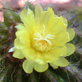Parodia warasii - flori mari galbene