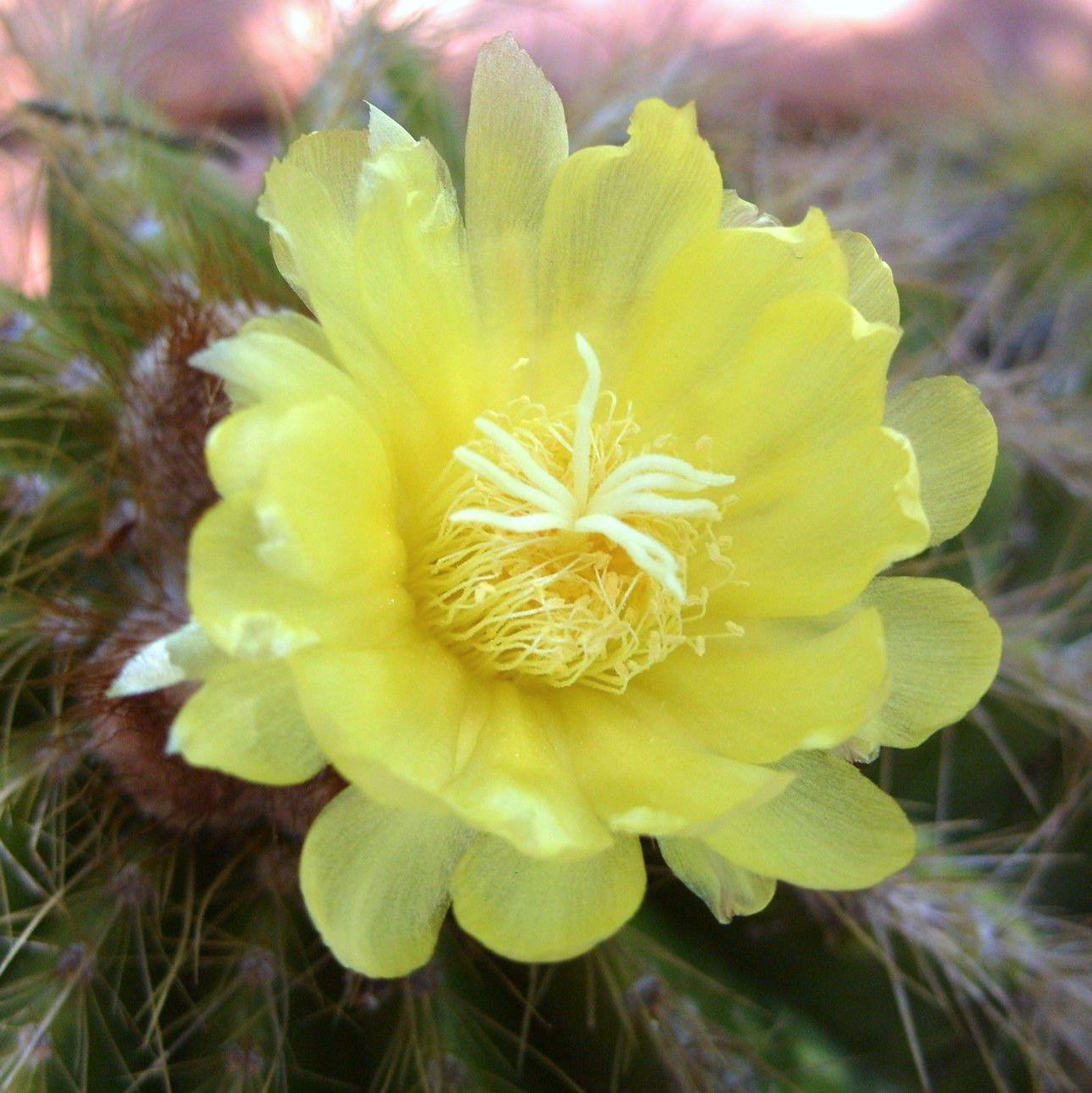 Parodia warasii - flori mari galbene