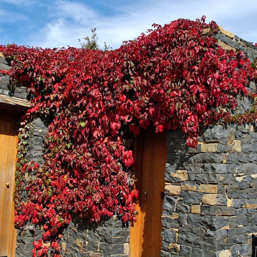 Parthenocissus quinquefolia var. engelmannii (Vita Canadiana)  Secret  Garden Plant Shop
